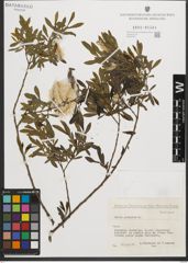 Foto von Salix purpurea L.